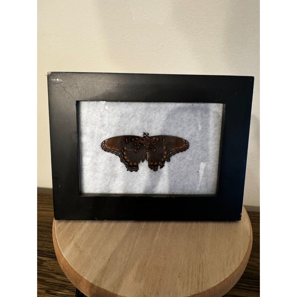 Pretty mounted butterfly black frame - green butterfly - Picture 3 of 4